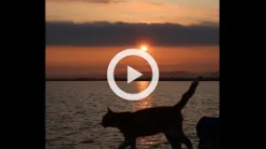 八郎湖に生きる ～潟の守り猫～
