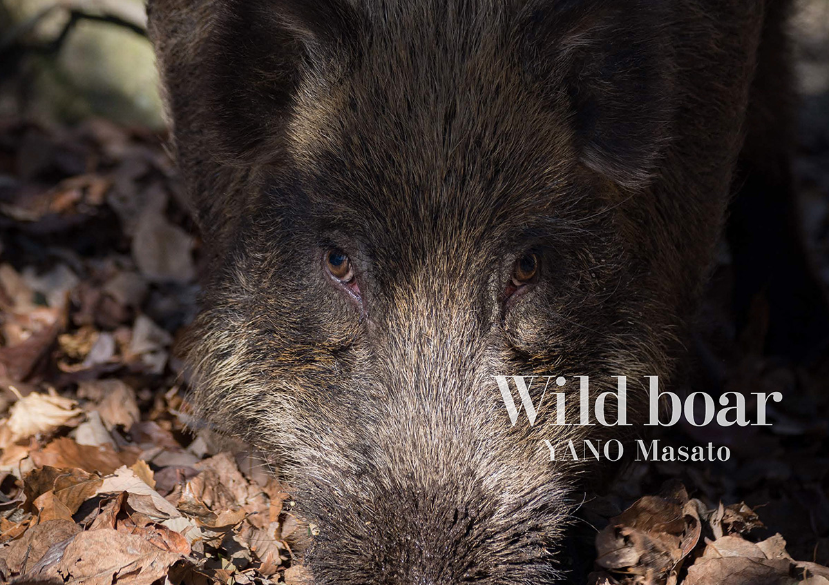 Wild boar（ワイルドボア） 知られざるイノシシの「棲（せい）」 | 大空出版の本