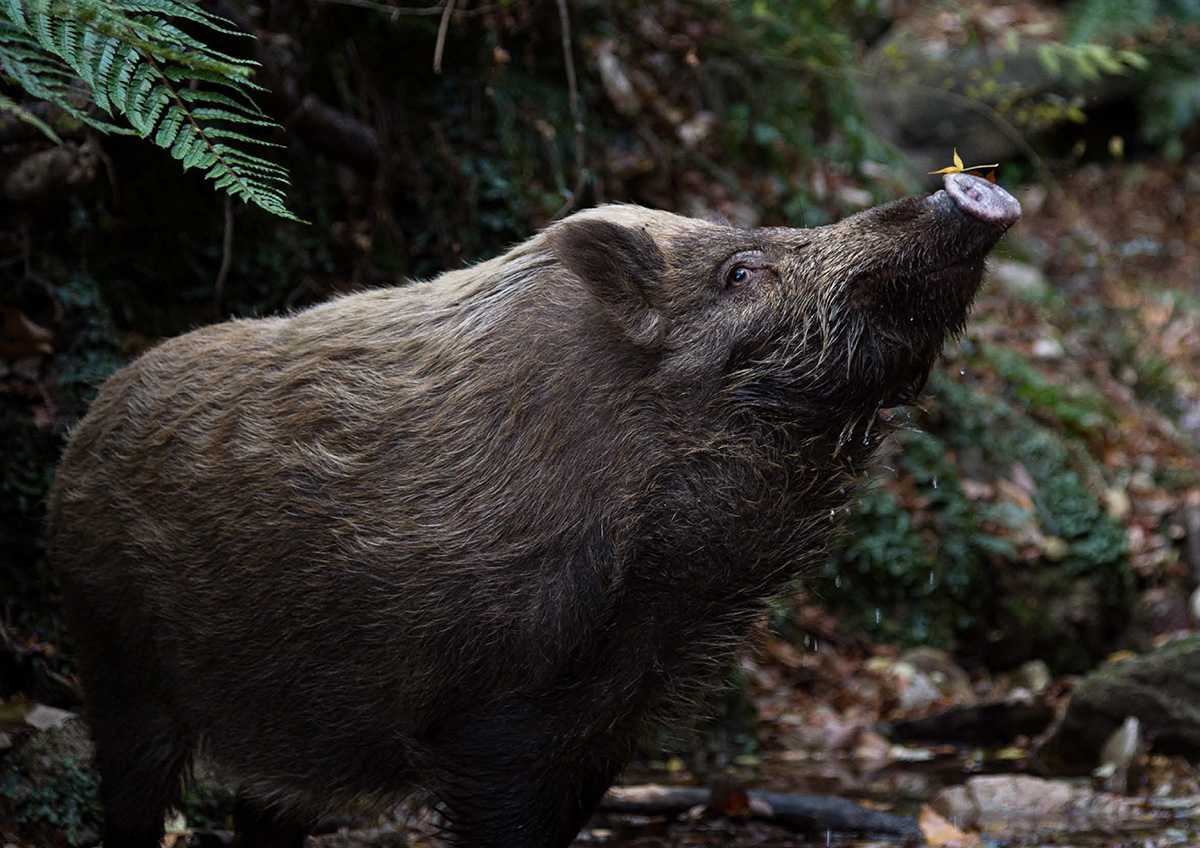 Wild boar（ワイルドボア） 知られざるイノシシの「棲（せい 