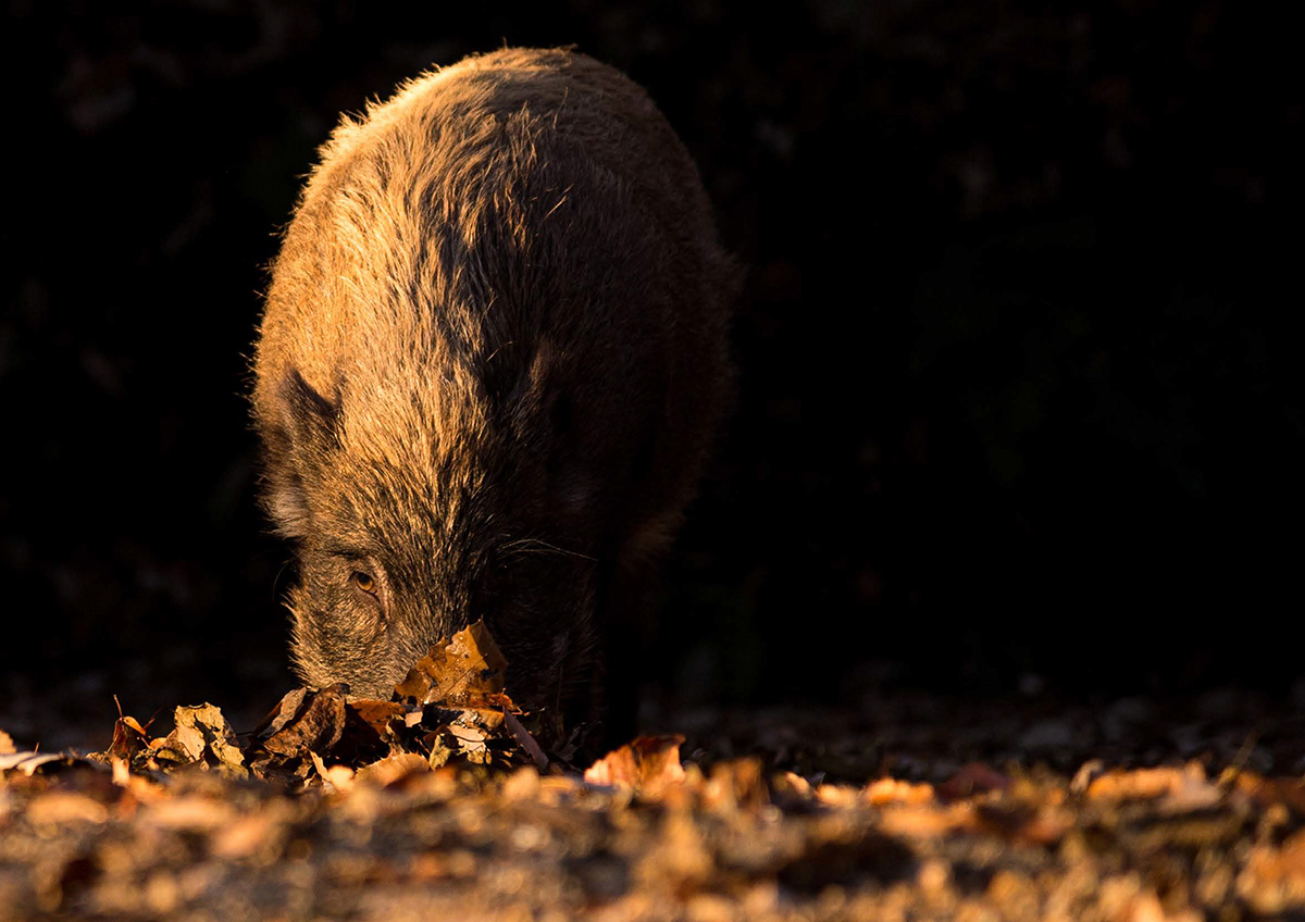 Wild boar（ワイルドボア） 知られざるイノシシの「棲（せい）」 | 大空出版の本