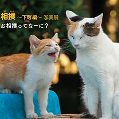 「にゃんこ相撲」写真展が谷中銀座で開催中です